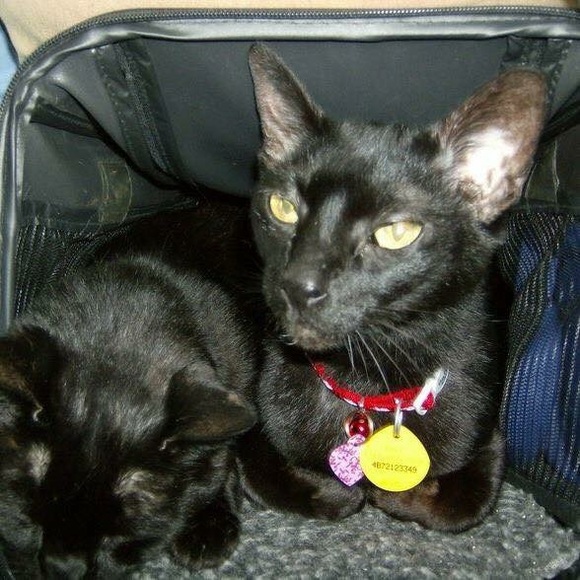 Meet your Posher, Ava - Picture 1 of 1